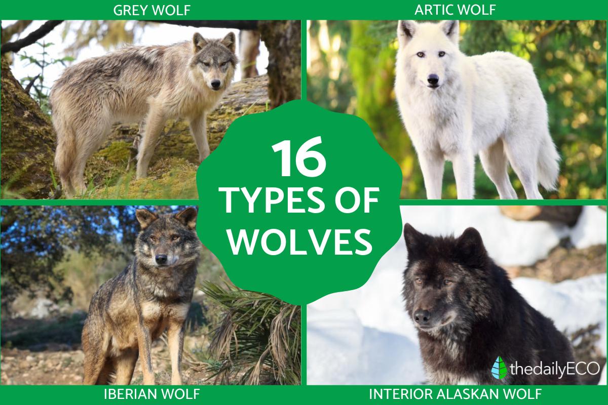 Types Of Wolves Pictures Groups Saving Mexican Gray Wolves Needs New Types Of Wolves Pictures Groups Saving Mexican Gray Wolves Needs New