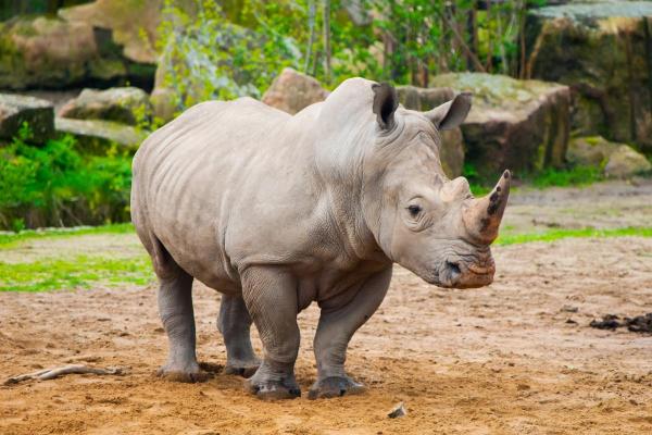 How Many Species of Rhinoceros Are There? - Black rhinoceros (Diceros bicornis)