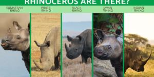 How Many Species of Rhinoceros Are There?