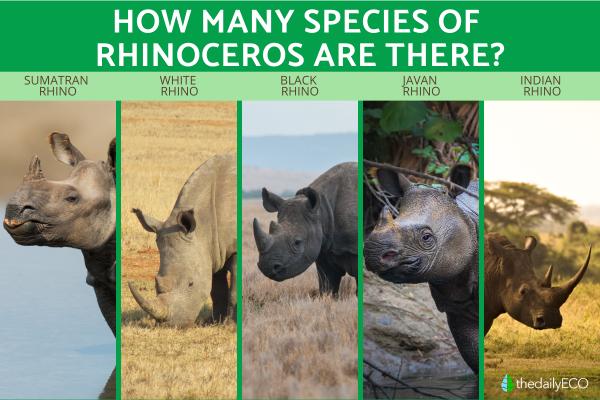 How Many Species of Rhinoceros Are There?