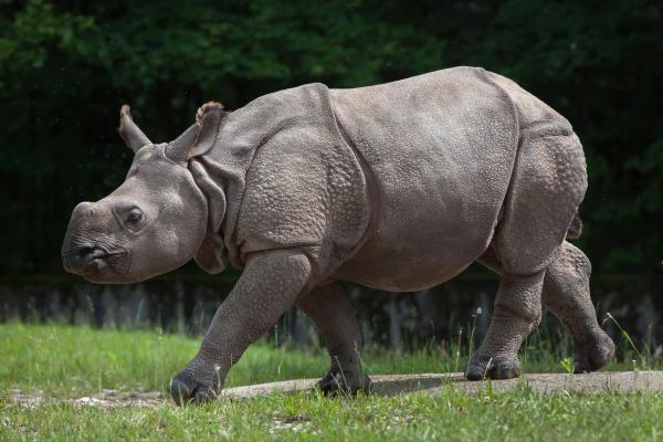 How Many Species of Rhinoceros Are There? - Indian rhinoceros (Rhinoceros unicornis)