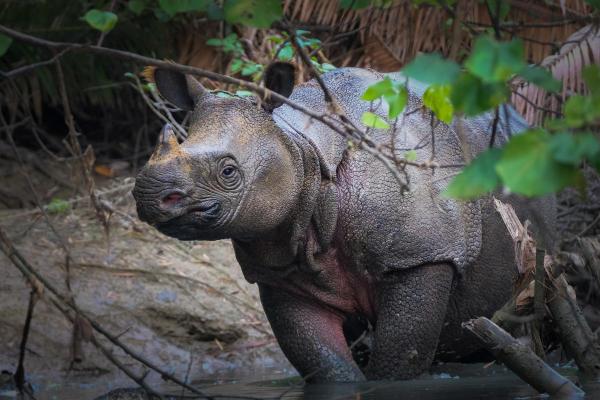 How Many Species of Rhinoceros Are There? - Javan rhinoceros (Rhinoceros sondaicus)
