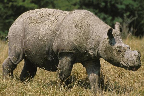 How Many Species of Rhinoceros Are There? - Sumatran rhinoceros (Dicerorhinus sumatrensis)
