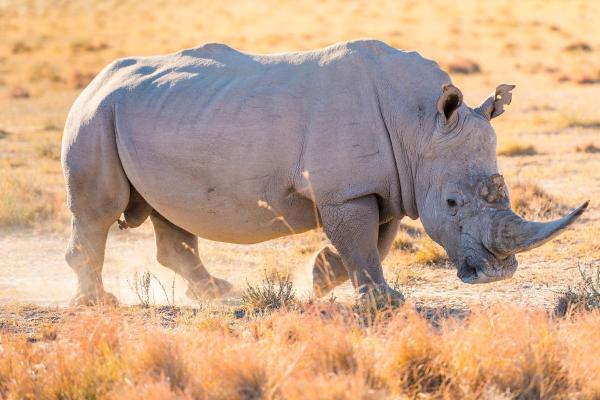 How Many Species of Rhinoceros Are There? - White rhinoceros (Ceratotherium simum)