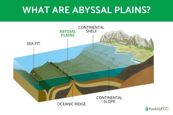 Exploring the Unique Characteristics of Abyssal Plains