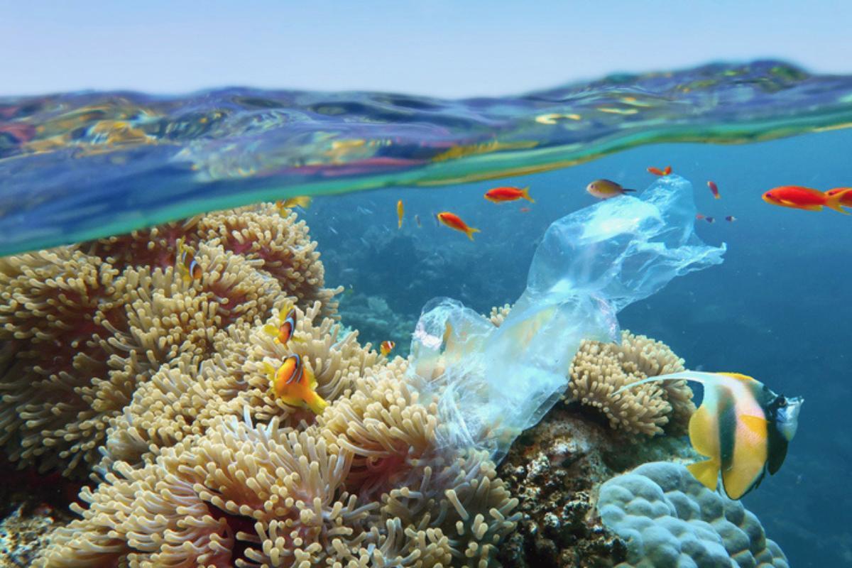 Plastics in the Ocean - Causes, Consequences and Solutions