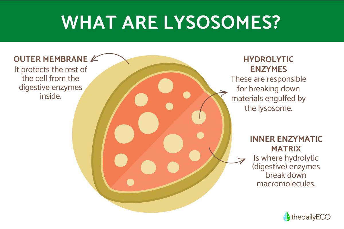 What Are Lysosomes? - Definition and Functions