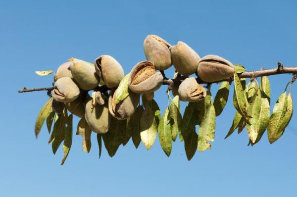 What Is a Drupe in Botany? - With Examples - Almond
