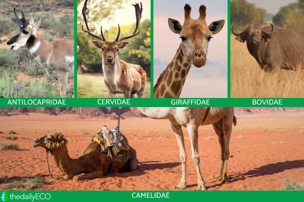 What Are Even-Toed Ungulates? - Classification of artiodactyl animals