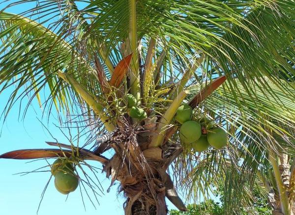 What Is a Drupe in Botany? - With Examples - Coconut tree