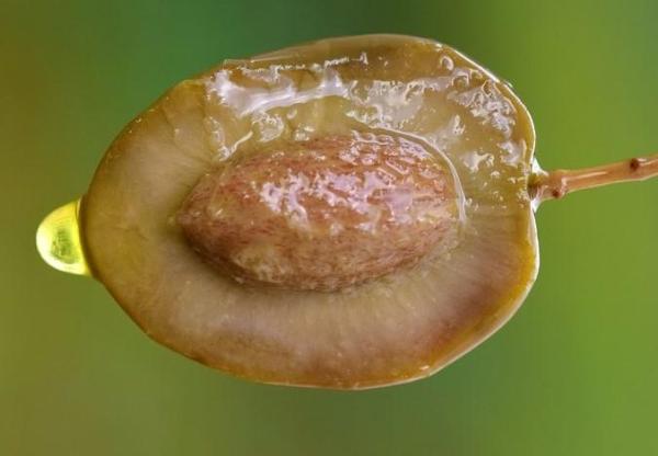 What Is a Drupe in Botany? - With Examples - Olive