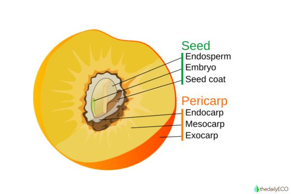 What Is a Drupe in Botany? - With Examples - What is a drupe in botany?