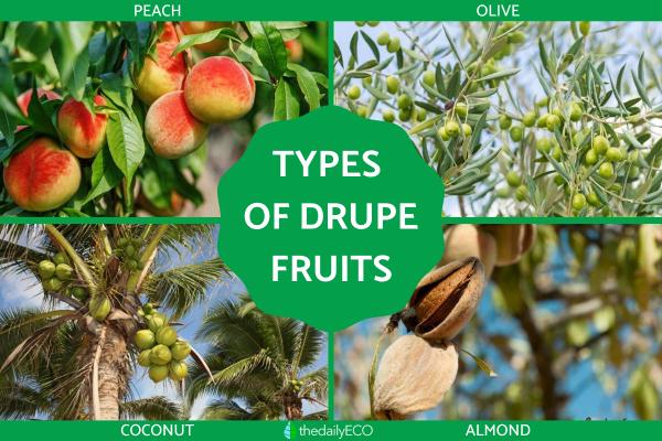 What Is a Drupe in Botany? - With Examples