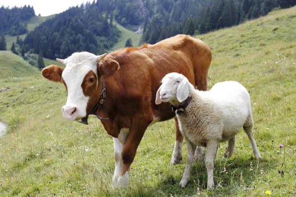 What Are Ruminant Animals?