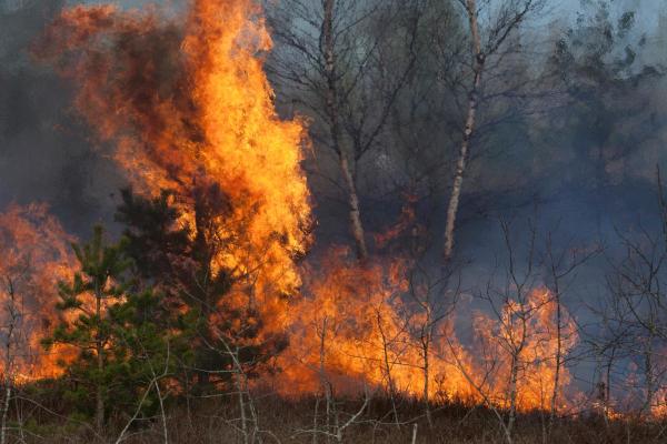 What is a forest fire? - How do forest fires occur?