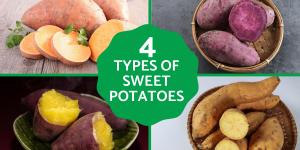 Different Types of Sweet Potato