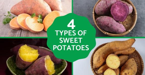 Different Types of Sweet Potato