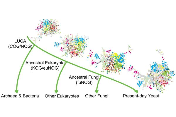 What Is the Last Known Universal Ancestor? - What does LUCA stand for?