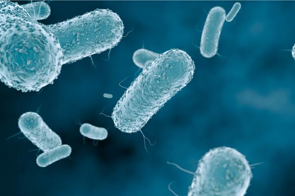 What Is the Last Known Universal Ancestor? - What would LUCA look like?