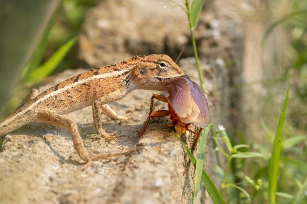 Why Do Cockroaches Exist? - They play an important role in the trophic chain