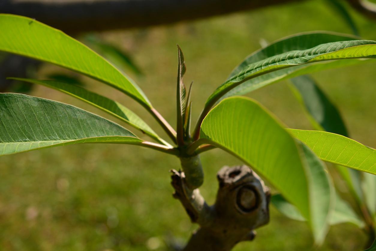 What Is a Whorl in Biology? Definition, Main Features and Functions