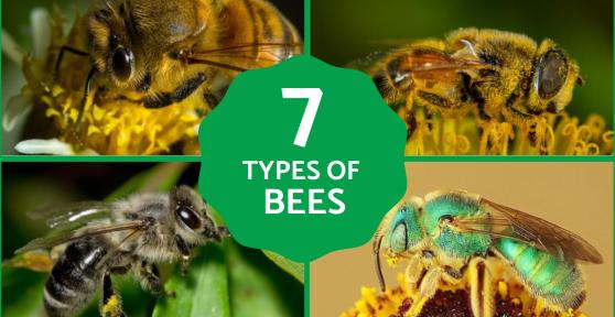 Different Types of Bees - Bee Identification Guide