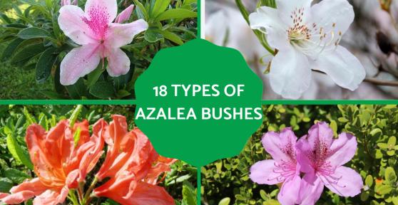 Aazlea Bush Types - Different Kinds of Azaleas