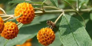 Buddleja Globosa or Matico - Uses, Properties and Contraindications