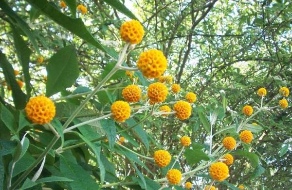 Buddleja Globosa or Matico - Uses, Properties and Contraindications - Characteristics of buddleja globosa or matico 