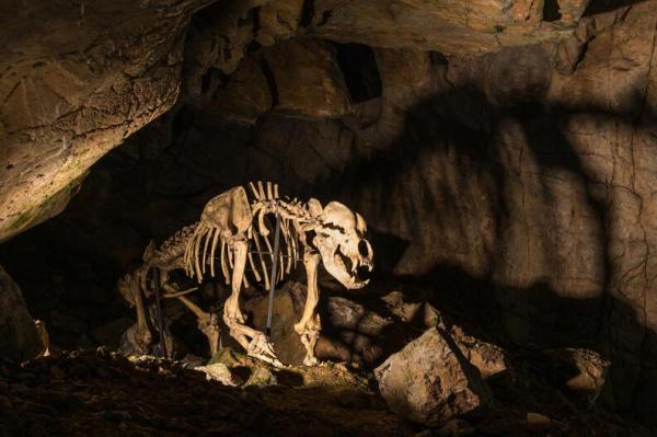 Megafauna Definition and Examples - Cave bear