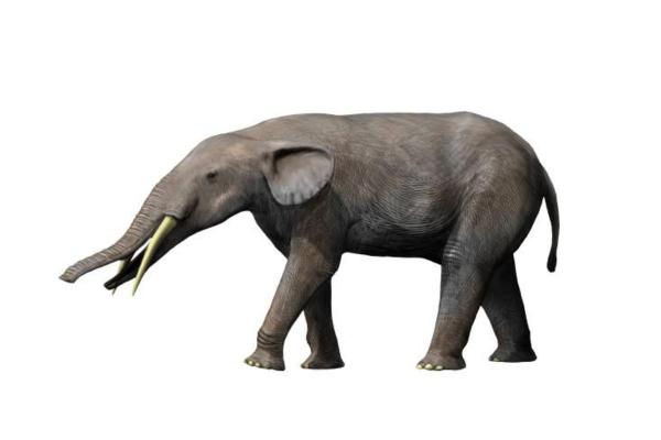 Megafauna Definition and Examples - Gomphotheres 