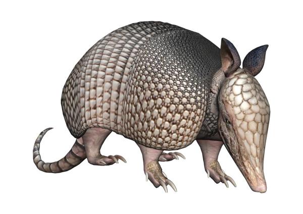 Megafauna Definition and Examples - Holmesin Giant Armadillo