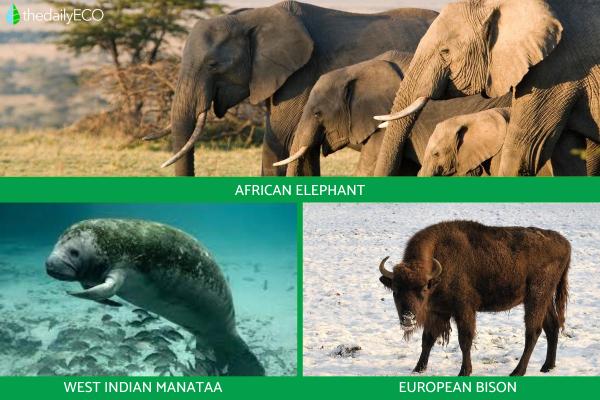 Megafauna Definition and Examples - Living megafauna 