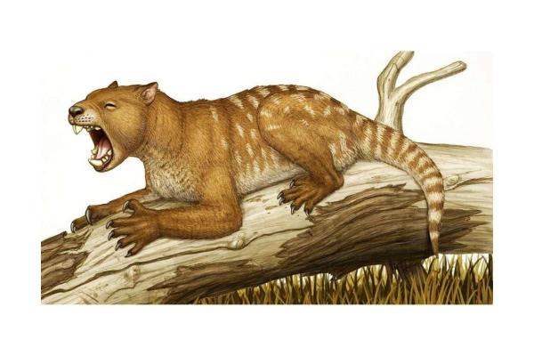 Megafauna Definition and Examples - Marsupial lion