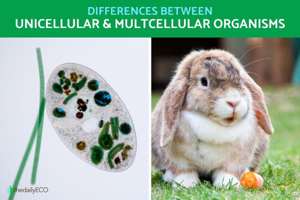 Difference Between Unicellular and Multicellular organisms With Examples