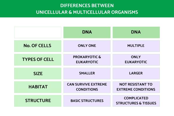 Difference Between Unicellular and Multicellular Organisms With Examples - Differences between unicellular and multicellular organisms