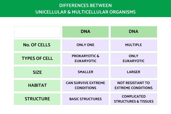 Difference Between Unicellular and Multicellular organisms With Examples - Differences between unicellular and multicellular organisms