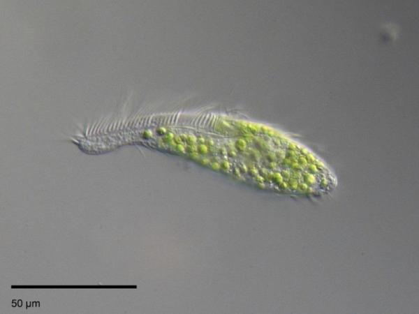 Difference Between Unicellular and Multicellular Organisms With Examples - What are unicellular organisms and their characteristics?
