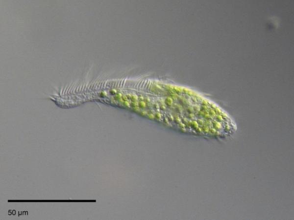 Difference Between Unicellular and Multicellular organisms With Examples - What are unicellular organisms and their characteristics?