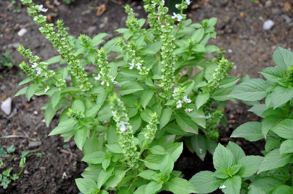 10 Types of Basil - African basil (Ocimum gratissimum)