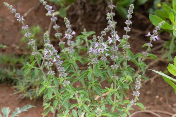 10 Types of Basil - American basil (Ocimum Americanum)