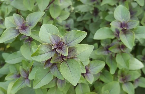 10 Types of Basil - Holy basil (Ocimum tenuiflorum)