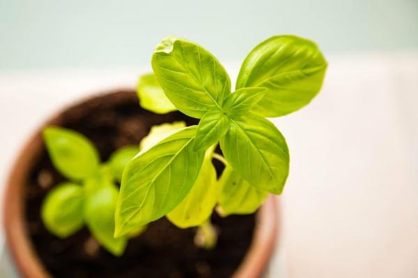 10 Types of Basil - Lemon Basil (Ocimum × citriodorum)