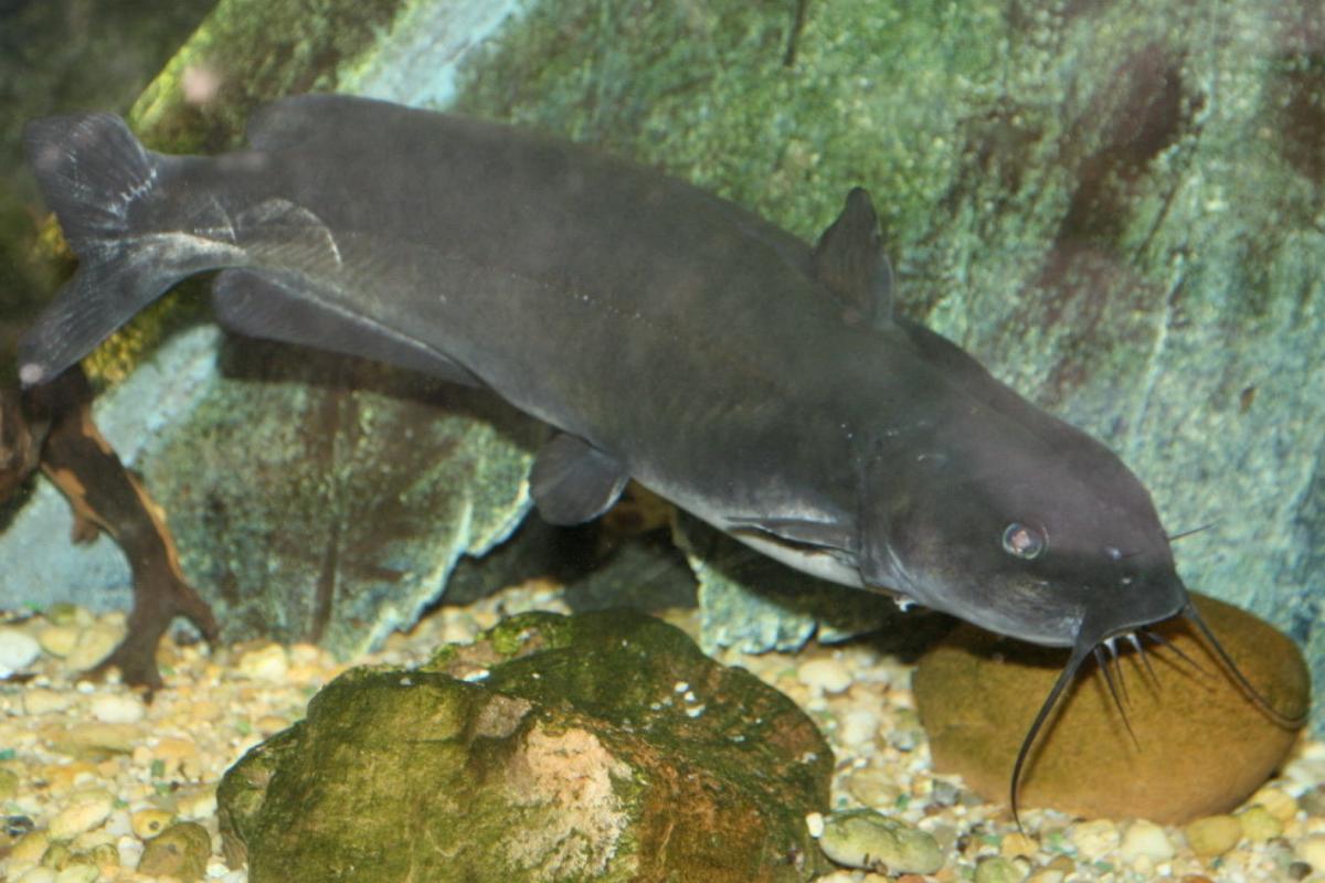 Do Snails Have Teeth? Snail Teeth Explained