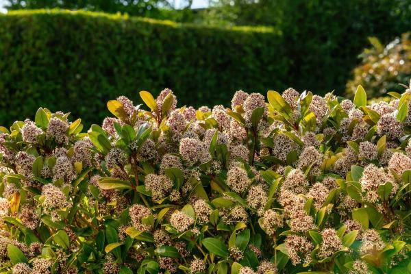 Skimmia Japonica Care Guide - Characteristics of Skimmia japonica