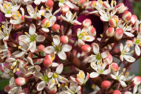 Skimmia Japonica Care Guide - Propagating skimmia japonica