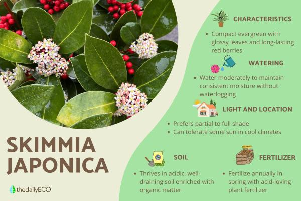 Skimmia Japonica Care Guide