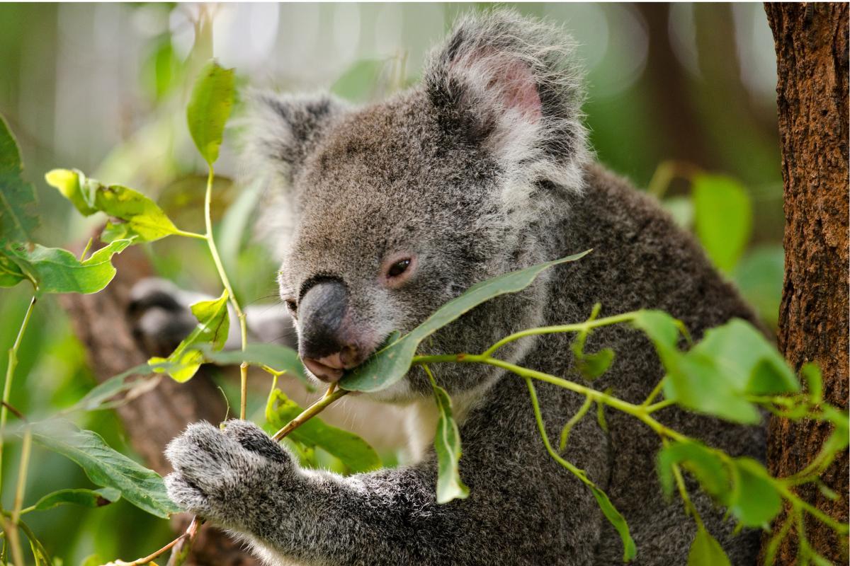 What Do Koalas Eat and Drink?