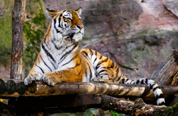 9 Different Types of Tigers - Living and Extinct Subspecies With Photos