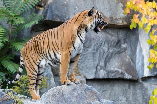 A comparison of all the different tiger species alive today (made by  GuateGojira) : r/bigcats